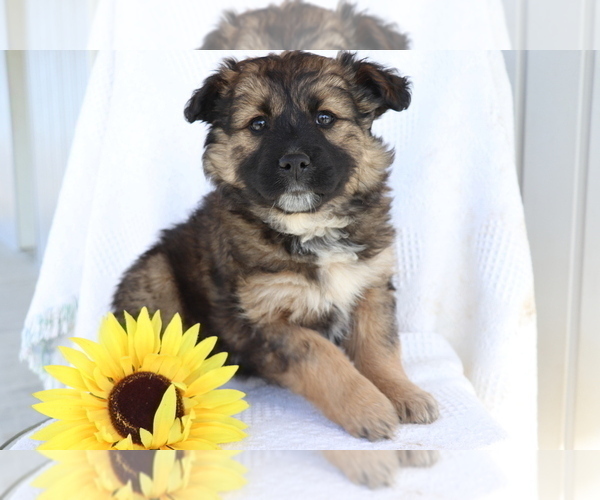 Medium Photo #2 Boxer-Norwegian Elkhound Mix Puppy For Sale in SHILOH, OH, USA