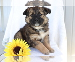 Small Photo #2 Boxer-Norwegian Elkhound Mix Puppy For Sale in SHILOH, OH, USA