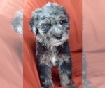 Small Photo #9 Bernedoodle (Miniature) Puppy For Sale in GOSHEN, IN, USA