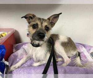 Mutt Dogs for adoption in Corona, CA, USA