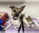 A165898 - Male Mutt Dog for Adoption - Small photo