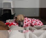Small #12 American Pit Bull Terrier Mix