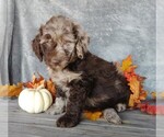 Small Photo #3 Labradoodle-Poodle (Miniature) Mix Puppy For Sale in FREDERICKSBG, OH, USA