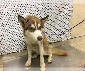 Siberian Husky Dogs for adoption in Riverside, CA, USA