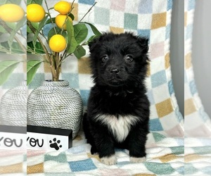 Miniature Australian Shepherd Puppy for sale in FRANKLIN, IN, USA