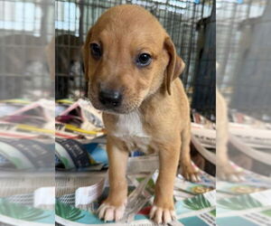 Labrador Retriever-Unknown Mix Dogs for adoption in Virginia Beach, VA, USA
