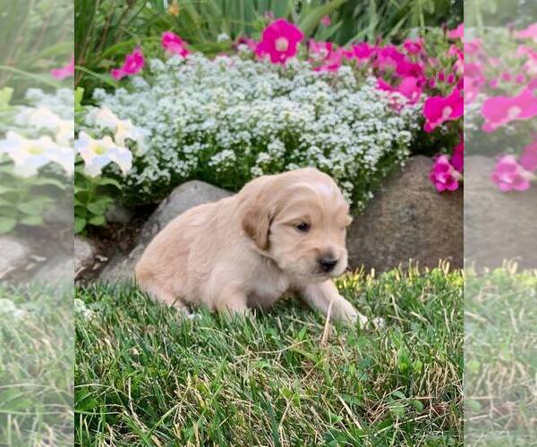 Medium Photo #3 Goldendoodle (Miniature) Puppy For Sale in NAPPANEE, IN, USA