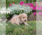 Small Photo #3 Goldendoodle (Miniature) Puppy For Sale in NAPPANEE, IN, USA