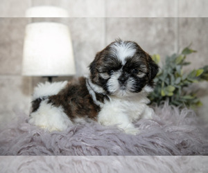 Medium Shih Tzu