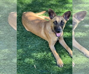 Missy - Female Mutt Dog for Adoption - Photo #14