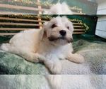 Small Photo #4 Havanese Puppy For Sale in FENTON, MO, USA