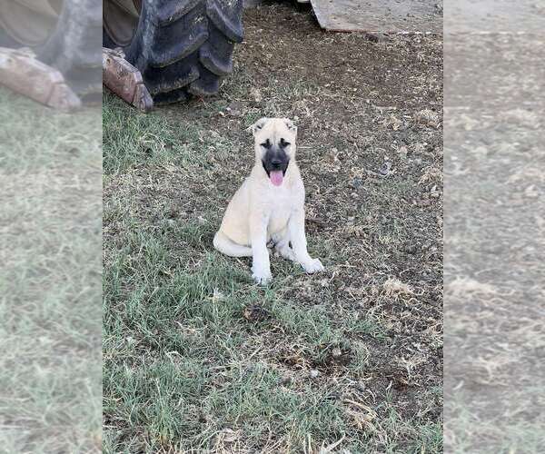 Medium Photo #1 Central Asian shepherd Puppy For Sale in SUNNYSIDE, WA, USA