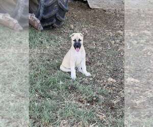 Central Asian shepherd Puppy for Sale in SUNNYSIDE, Washington USA