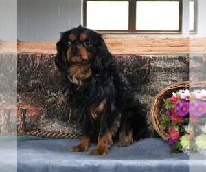 Father of the Cavalier King Charles Spaniel puppies born on 04/19/2020