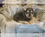Small Photo #7 French Bulldog Puppy For Sale in WEST PLAINS, MO, USA