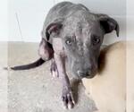 Small #1 American Pit Bull Terrier