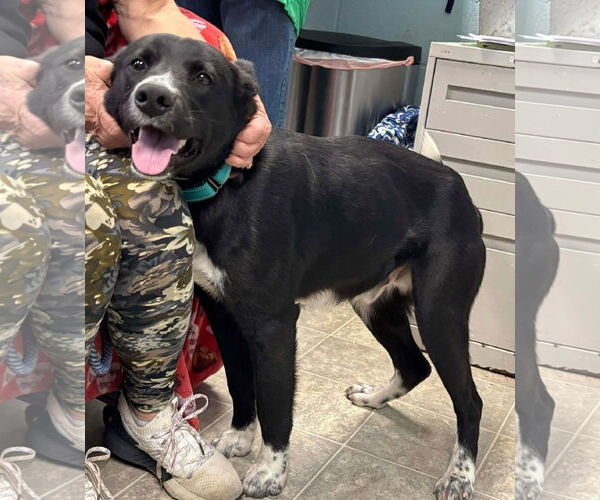 Medium Photo #3 Beagle-Unknown Mix Puppy For Sale in Rustburg, VA, USA