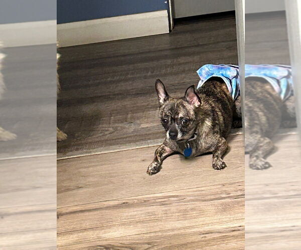 Medium Photo #1 Chihuahua-Unknown Mix Puppy For Sale in Springdale, PA, USA