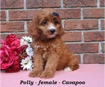 Small #1 Cavapoo (Miniature)