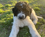 Small Photo #13 Aussiedoodle Puppy For Sale in JACKSONVILLE, NC, USA
