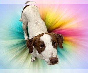 French Brittany Spaniel-Labrador Retriever Mix Dogs for adoption in Tulsa, OK, USA