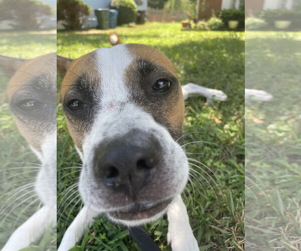 Medium Photo #2 Boxer-Unknown Mix Puppy For Sale in Holly Springs, NC, USA