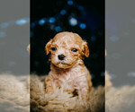 Small Photo #2 Cavapoo-ShihPoo Mix Puppy For Sale in BEL AIR, MD, USA