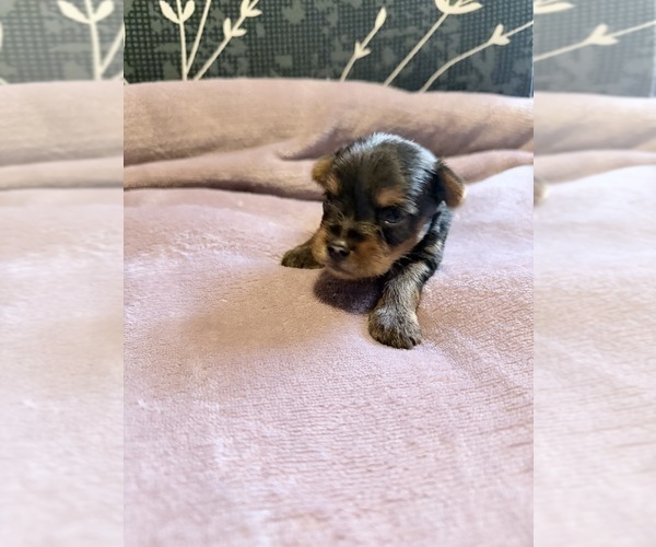Medium Photo #7 Yorkshire Terrier Puppy For Sale in PETERSBURG, IN, USA
