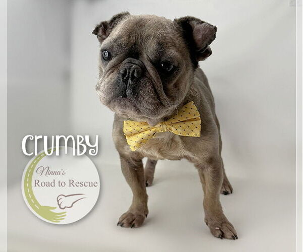 Medium Photo #3 French Bulldog Puppy For Sale in Benton, LA, USA