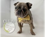 Small #2 French Bulldog