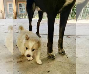 Border Collie Dogs for adoption in Paso Robles, CA, USA