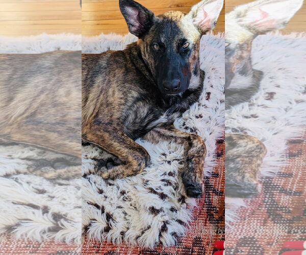 Medium Photo #2 Labrador Retriever-Unknown Mix Puppy For Sale in Princeton, MN, USA