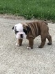 Puppy 1 Bulldog