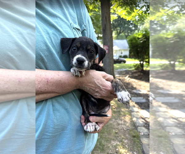Medium Photo #4 Mutt Puppy For Sale in Rockville, MD, USA