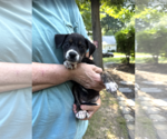 Small #3 Mutt