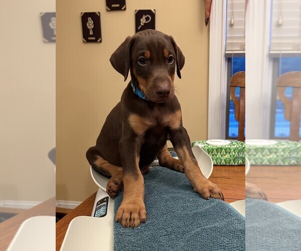 Medium Photo #1 Doberman Pinscher Puppy For Sale in PECK, KS, USA