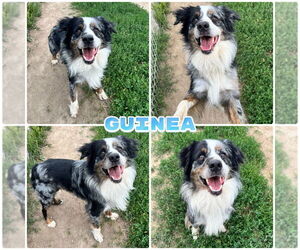 Australian Shepherd Dogs for adoption in Pierceton , IN, USA