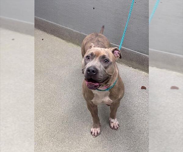 Medium Photo #1 Mutt Puppy For Sale in Las Vegas, NV, USA