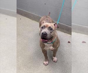 Mutt Dogs for adoption in Las Vegas, NV, USA