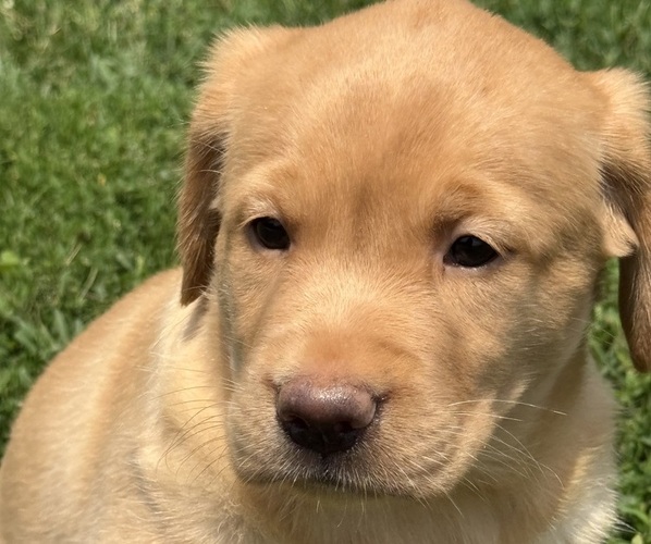 Medium Photo #5 Labrador Retriever Puppy For Sale in SPOTSYLVANIA, VA, USA