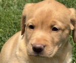 Puppy Puppy 2 Lacey Labrador Retriever