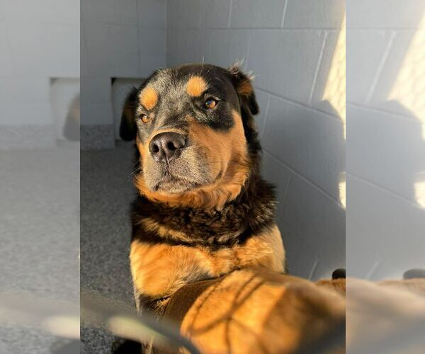 Medium Photo #1 Rottweiler-Unknown Mix Puppy For Sale in Calgary, Alberta, Canada