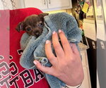 Small #3 Chihuahua Mix