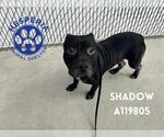 Small #1 American Pit Bull Terrier Mix