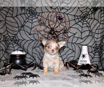 Small #2 Chihuahua