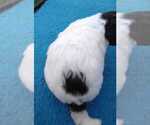 Small Photo #5 Havapoo Puppy For Sale in HURRICANE MILLS, TN, USA