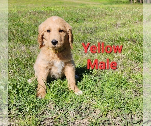 Medium Photo #33 Goldendoodle Puppy For Sale in CLARKSVILLE, TX, USA