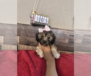 Maltipoo Puppy for sale in EL PASO, TX, USA