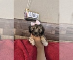 Small Maltipoo