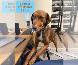 Boomer - Male Doberman Pinscher-Rhodesian Ridgeback Mix Dog for Adoption - Photo #2